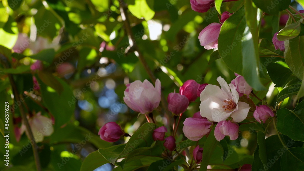 Apple tree blossoms in the sunshine garden. Close up. 
