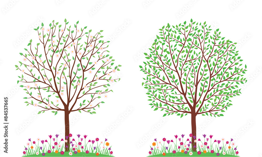 Naklejka Pory roku. Drzewa wiosną i latem.