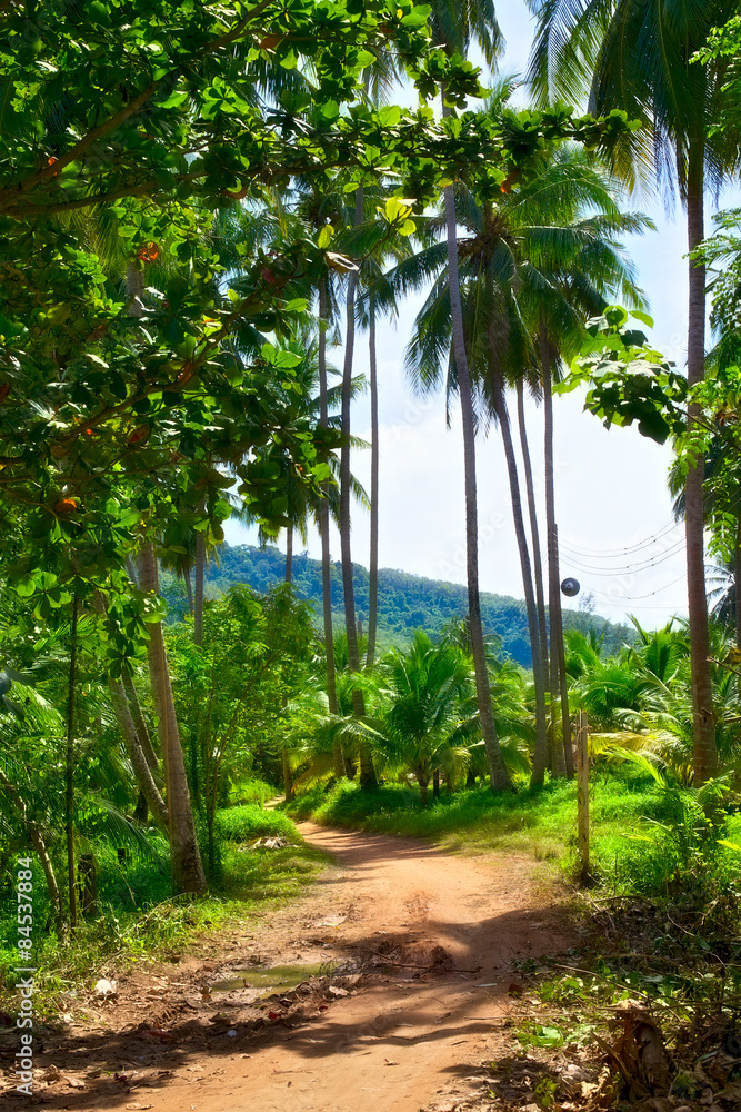 Road in Jungle