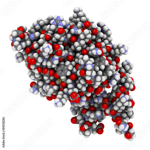 Fibroblast Growth Factor 9 (FGF9, Glia-activating factor) protein photo