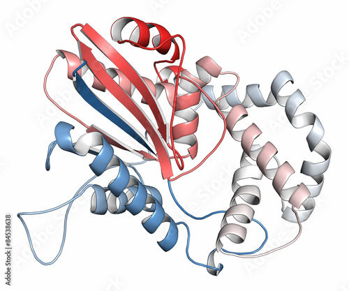 Prostatic acid phosphatase (PAP) protein.  photo