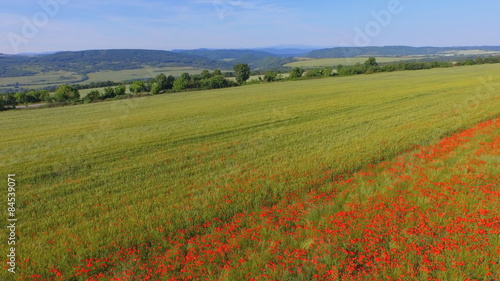 Aerial footage of a flight over a red poppy field and a wheat field with hills and mountains in the distance on a clear spring day. 