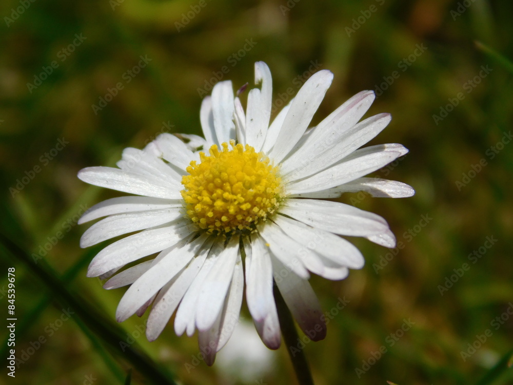 Fototapeta premium Gänseblümchen Bellis perennis