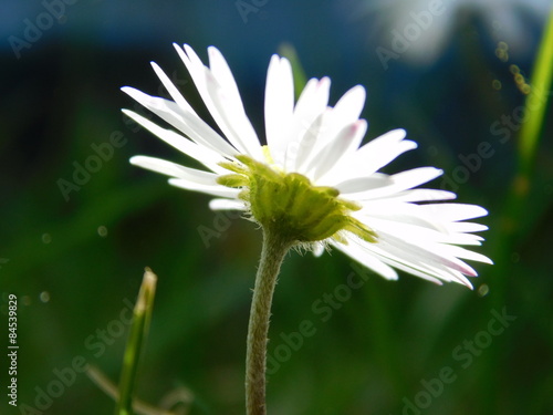 Gänseblümchen Bellis perennis