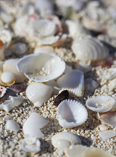 The big amount of shells laying in the sand macro shot