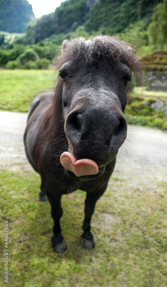 Fototapeta premium funny muzzle pony with heart shape tongue