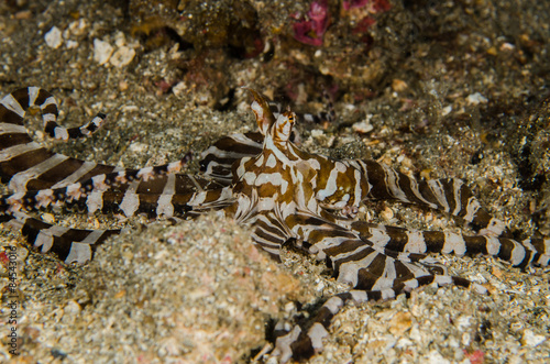 scuba diving lembeh indonesia wanderpus octopus