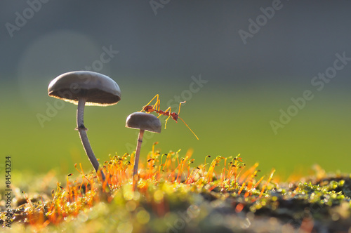 Ant on mushroom