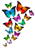 Background with colorful butterflies. Vector.