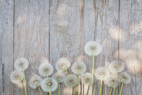 Dandelion flowers on wood