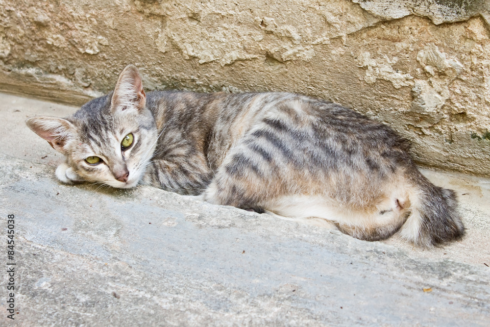 Fototapeta premium Cat