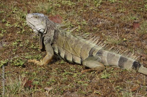 Gr  ner Leguan  Iguana iguana 