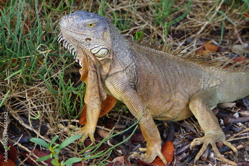 Gr  ner Leguan  Iguana iguana 