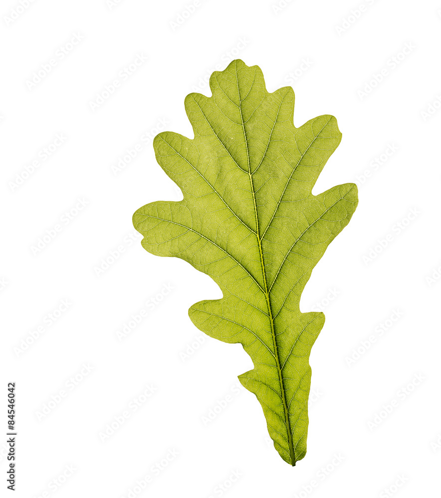 Fototapeta premium Oak leaf isolated on white background