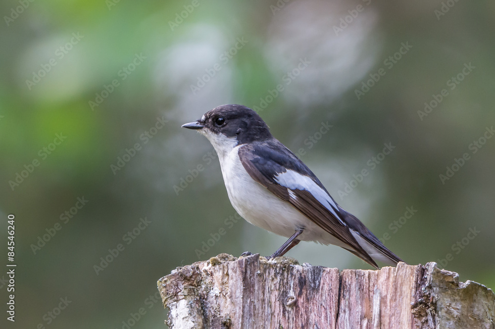 Obraz premium Flycatcher