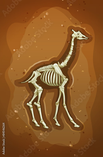 Fossil