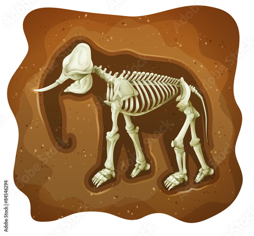 Fossil