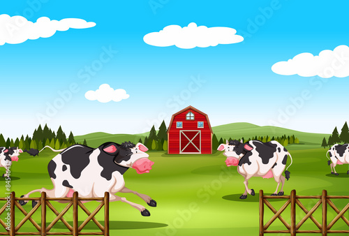 Cow and farm