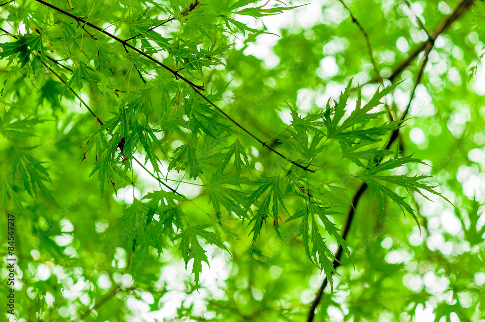 juicy green branch with young leaves in the spring juicy green branch with young leaves in the spring