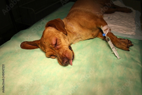 Swelling eyelid and syringe in limb by vizsla dog on operating table