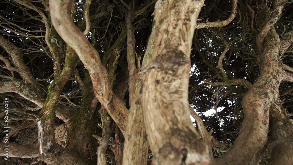 Close up dolly shot of thick and tightly spaced tree branches barricading and blocking the passage way and view. Close up dolly shot of thick and tightly spaced tree branches barricading and blocking the passage way and view.