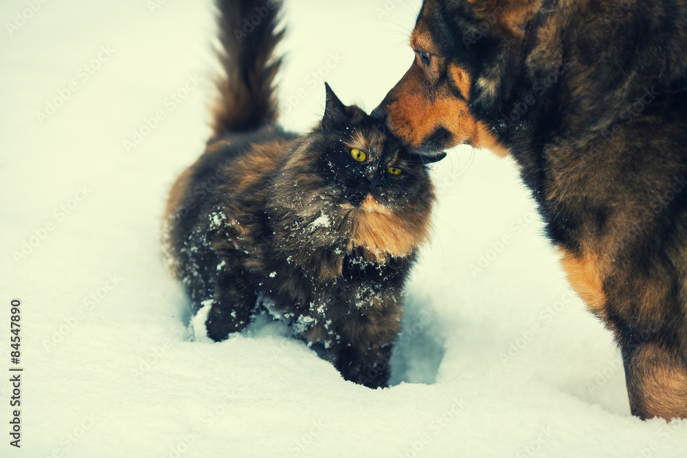 Naklejka premium Dog and cat outdoors in snow
