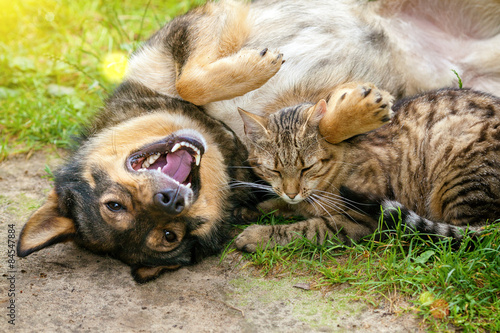 Photography Dog and cat best friends playing together outdoor