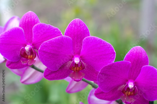  orchid