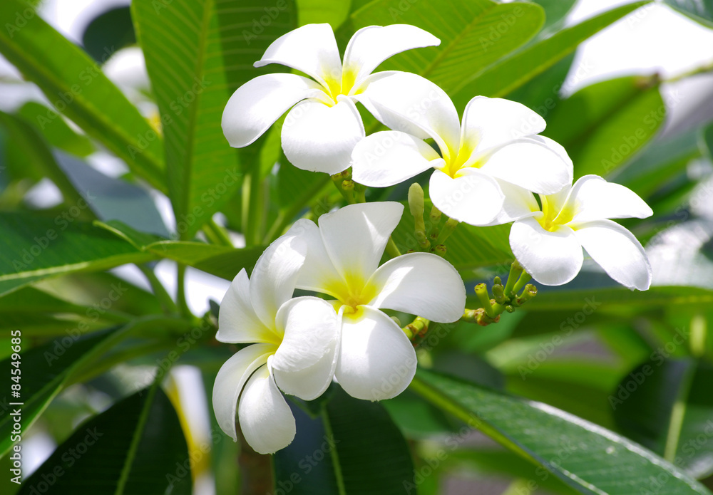 Obraz premium Frangipani flowers
