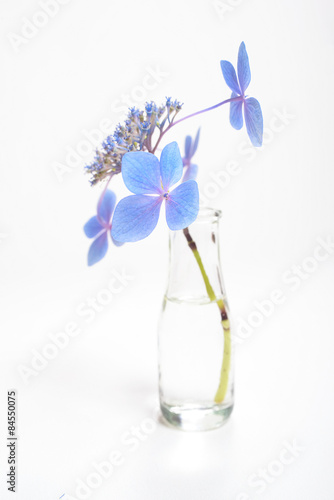 Blue blossoms on long stem in bottle of water