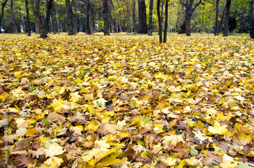 Fototapeta  autumn leaves