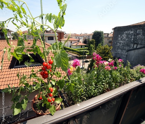 red tomato plant in the balcony