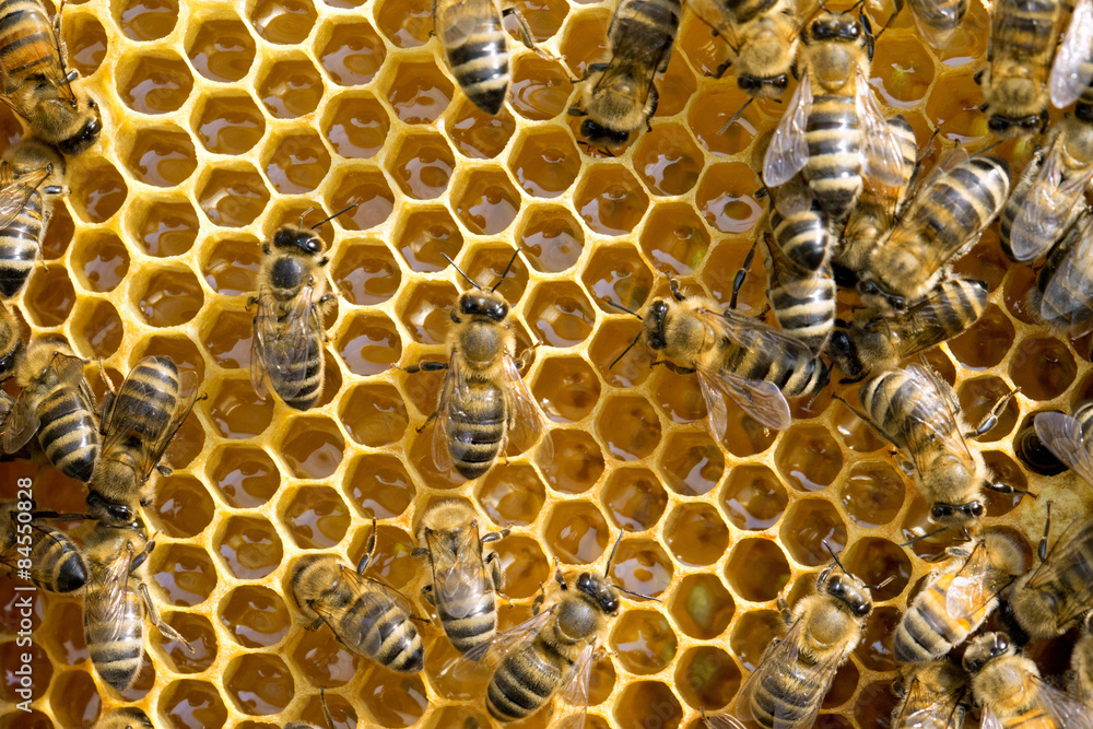bees on honeycells bees on honeycells