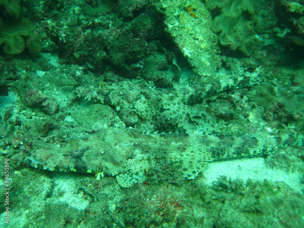 Obraz premium Krokodilfisch