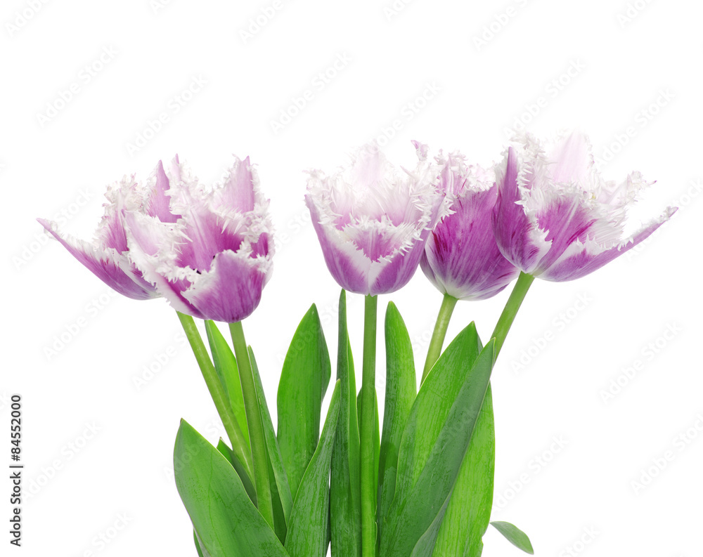 tulips tulips
