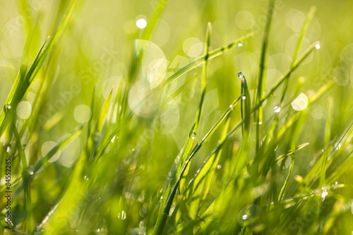 Canvas Print Fresh green grass with dew drops at dawn