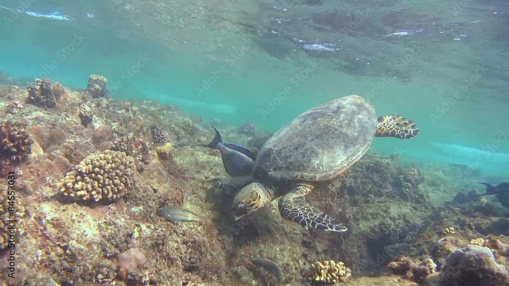 hawksbill sea turtle (Eretmochelys imbricata) eats coral hawksbill sea turtle (Eretmochelys imbricata) eats coral