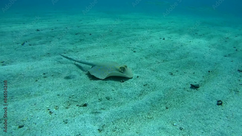 bluespotted ribbontail ray (Taeniura lymma) Red sea
bluespotted ribbontail ray (Taeniura lymma) Red sea