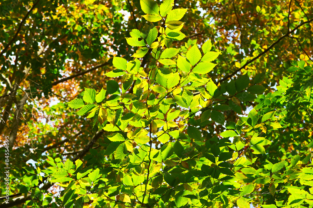 Green leaves background Green leaves background