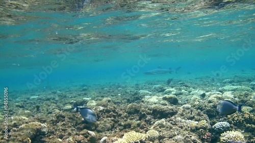 Wallpaper Mural Man swims for shark whitetip reef shark (Triaenodon obesus)   Torontodigital.ca