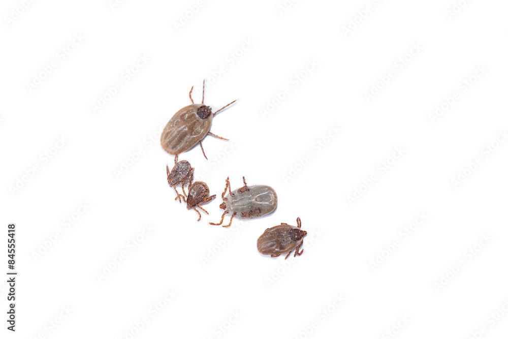 Group of dead ticks on white background. Group of dead ticks on white background.