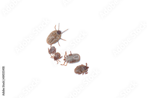 Group of dead ticks on white background.