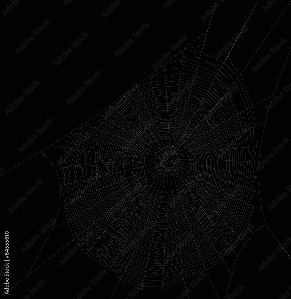 Fototapeta premium white isolated large spider web illustration