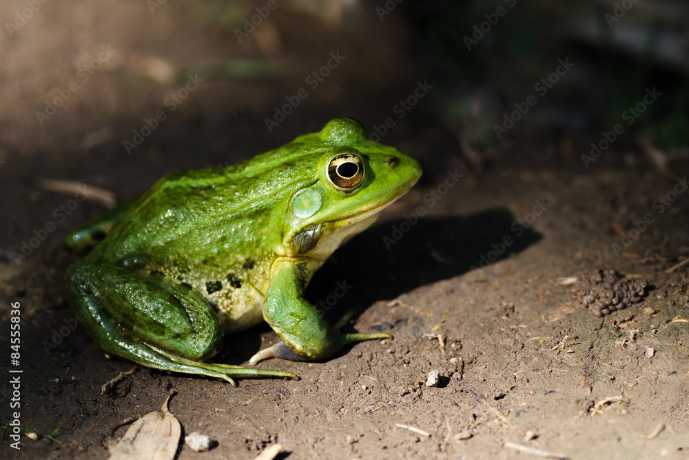 Teichfrosch Teichfrosch