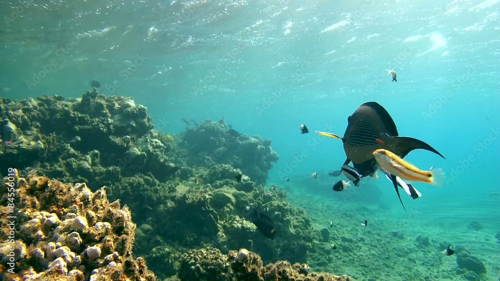Sabre-toothed blenny cleaning sohal surgeonfish Red sea Sabre-toothed blenny cleaning sohal surgeonfish Red sea