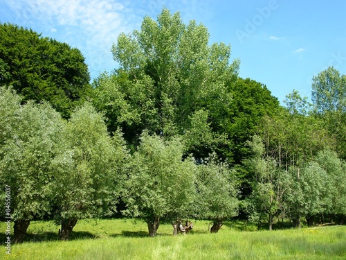 Grüne Wiese mit Bäumen im Frühling am Grütebach in Oerlinghausen am Barkhauser Weg im Sommer bei blauem Himmel und Sonnenschein bei Bielefeld im Teutoburger Wald in Ostwestfalen-Lippe photo