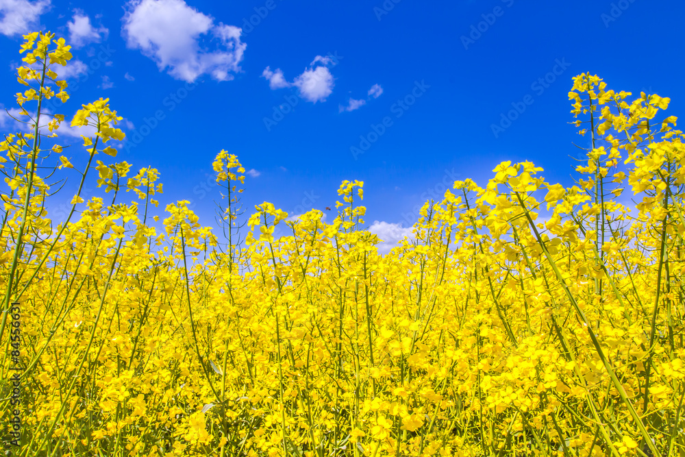 Rabsfeld Rabsfeld