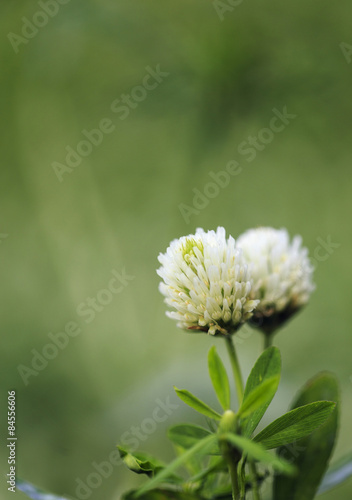 Close up of the small white alfalfa flower