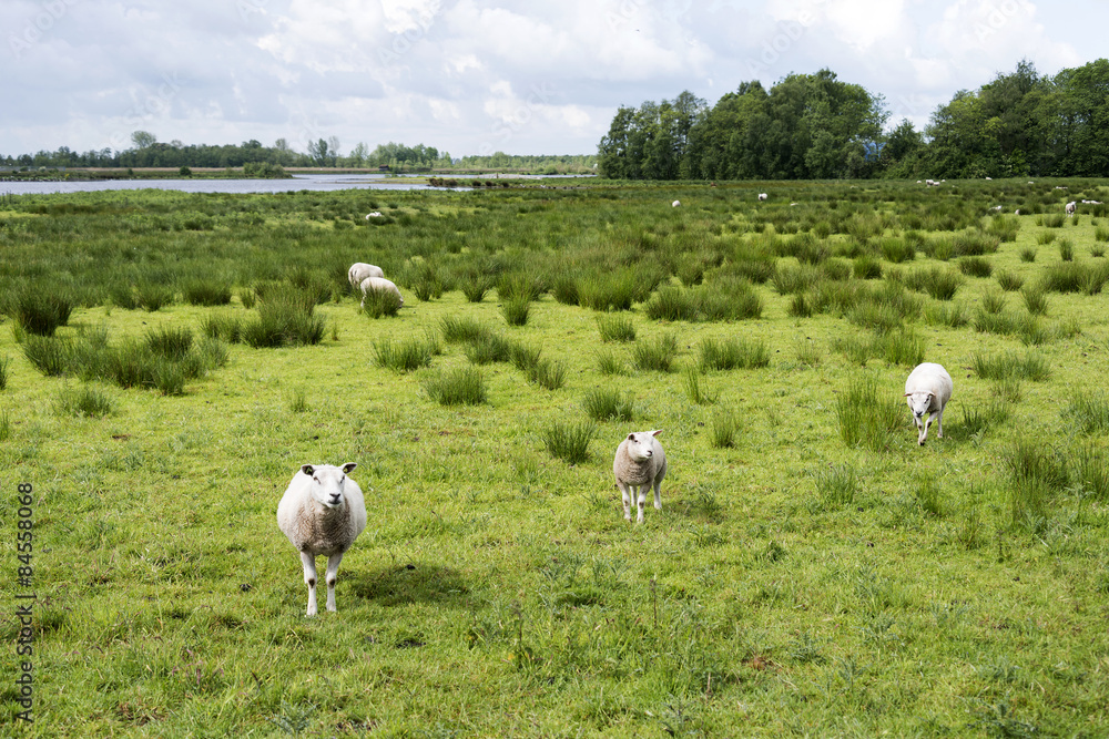 Obraz premium sheep animals