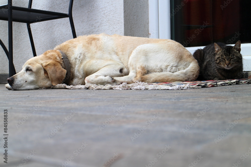 Cat and labrador retriever having a rest Cat and labrador retriever having a rest